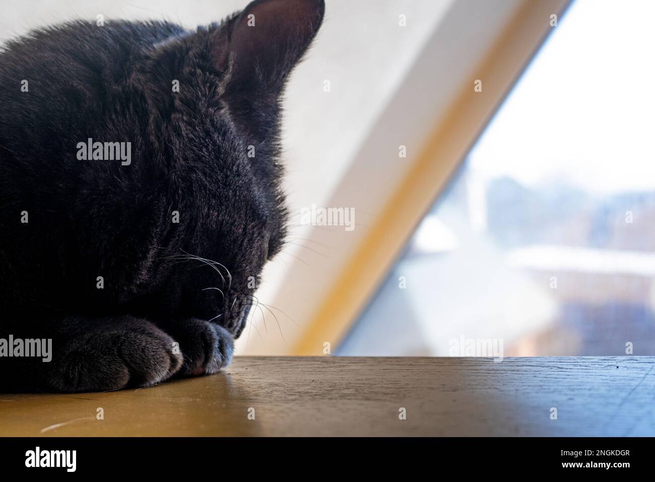 cat,sitting,window,sunshine