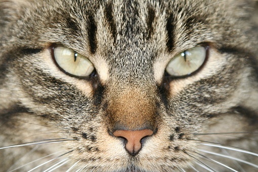 cat,angry,eyes,close-up