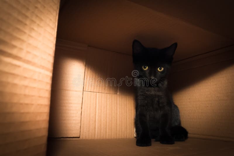 cat,hiding,box,shadows