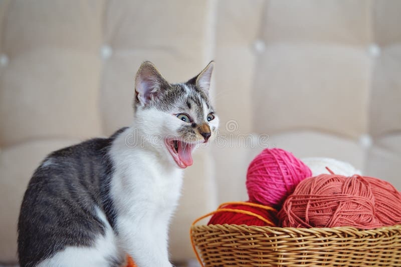 cat,playing,yarn,laughter