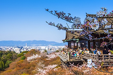 japanese_temple,cherry_blossoms,tourist