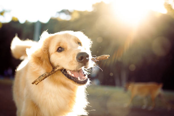 dog,golden retriever,playing,park,sunny