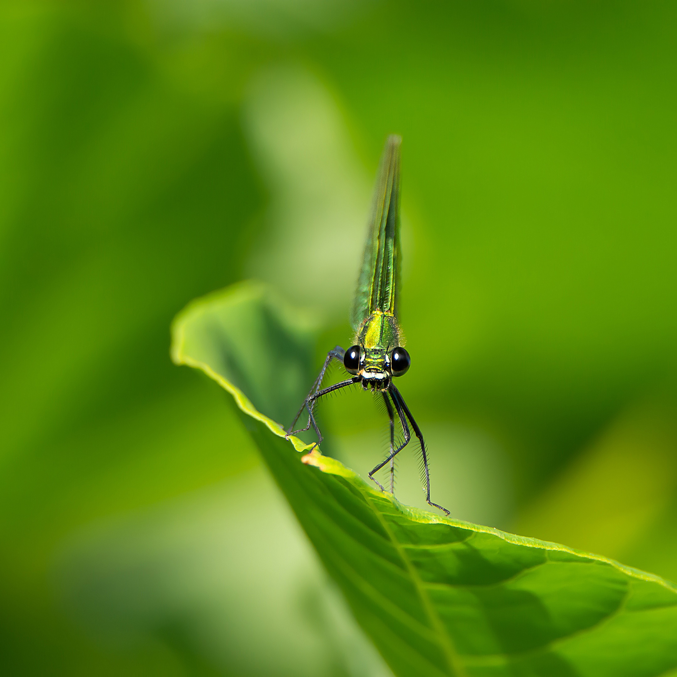 sharpening, oversharpened, close-up, bokeh