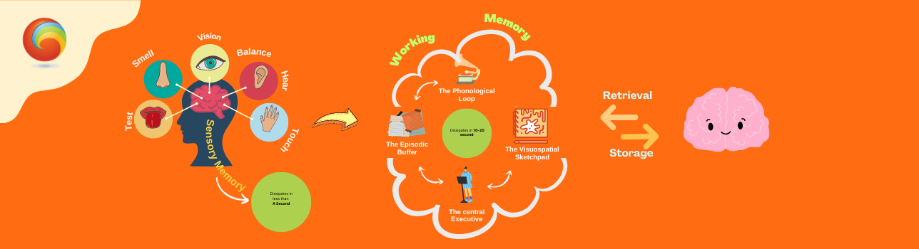 brain,neurons,thinking,knowledge