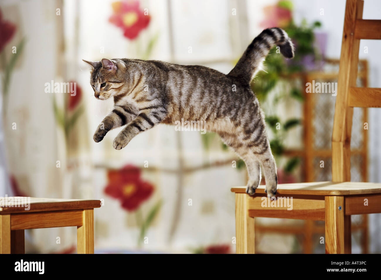 cat,jumping,playing,furniture