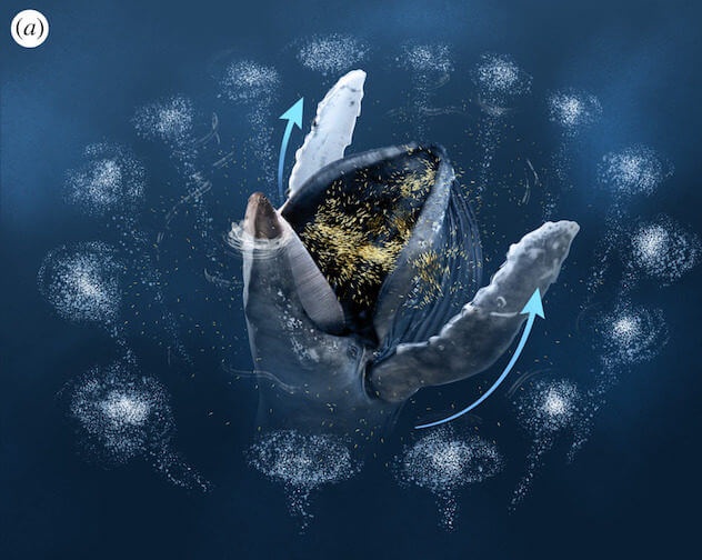 Whale, underwater, manipulating small fish, deceit
