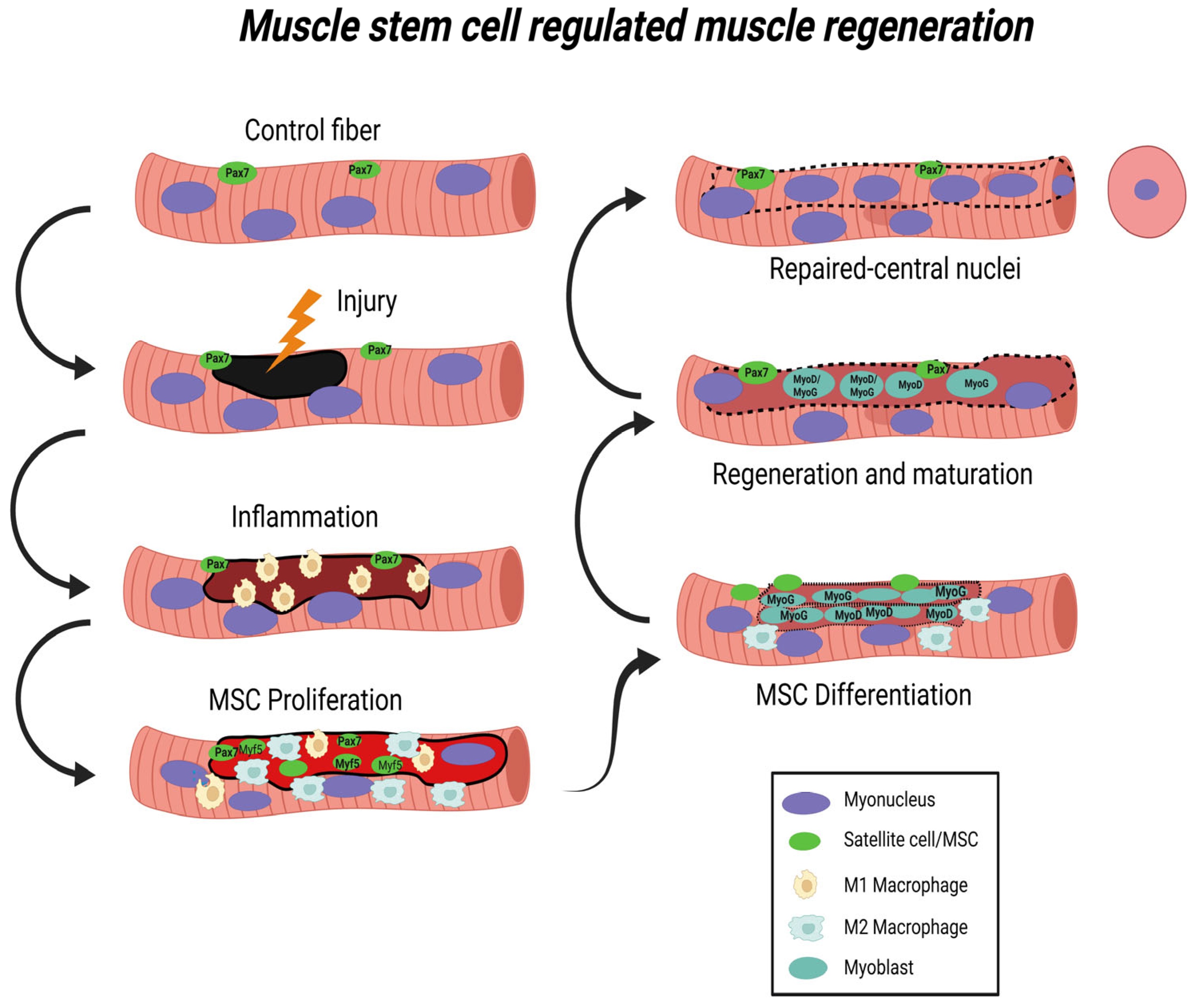 muscle tissue, microscopic view, mitochondria, energy production