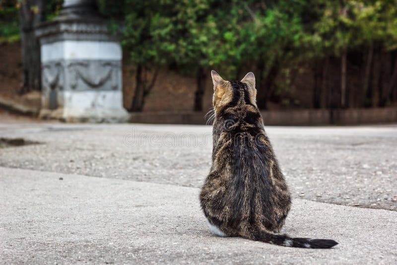 cat looking away from litterbox, sad