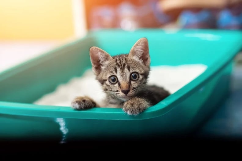 small litterbox, uncomfortable cat