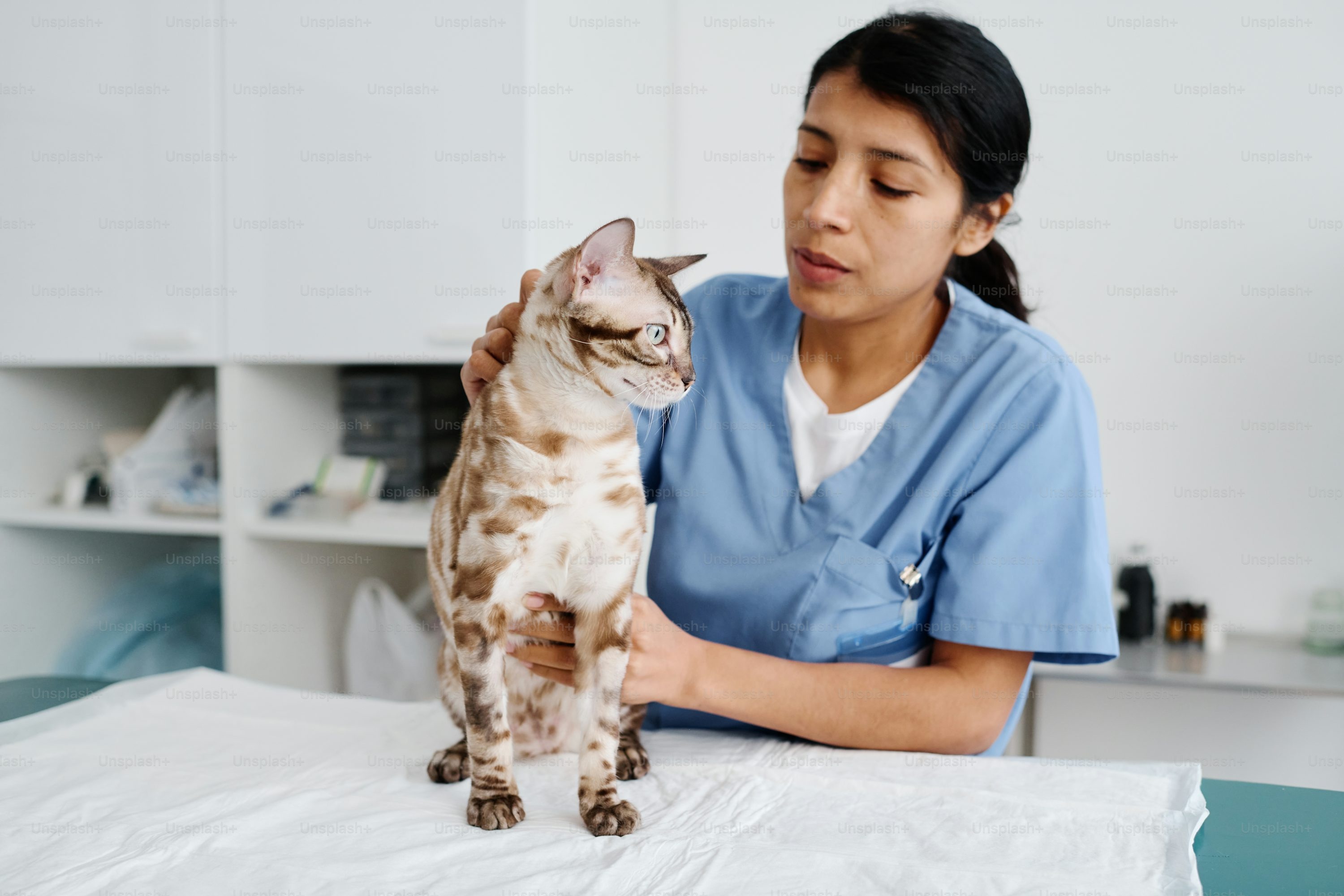 veterinarian examining cat
