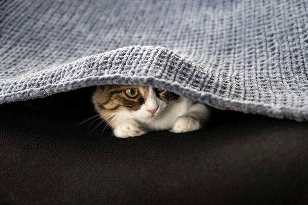 cat hiding under a blanket, stressed