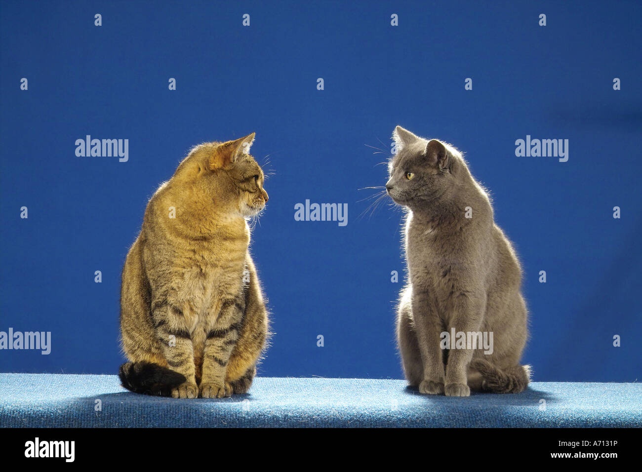 two cats looking at each other, competitive