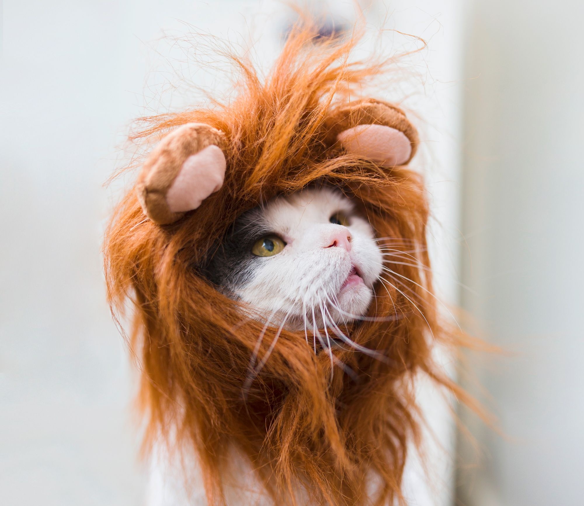 cat,costume,cat-cozy,funny,viral-marketing