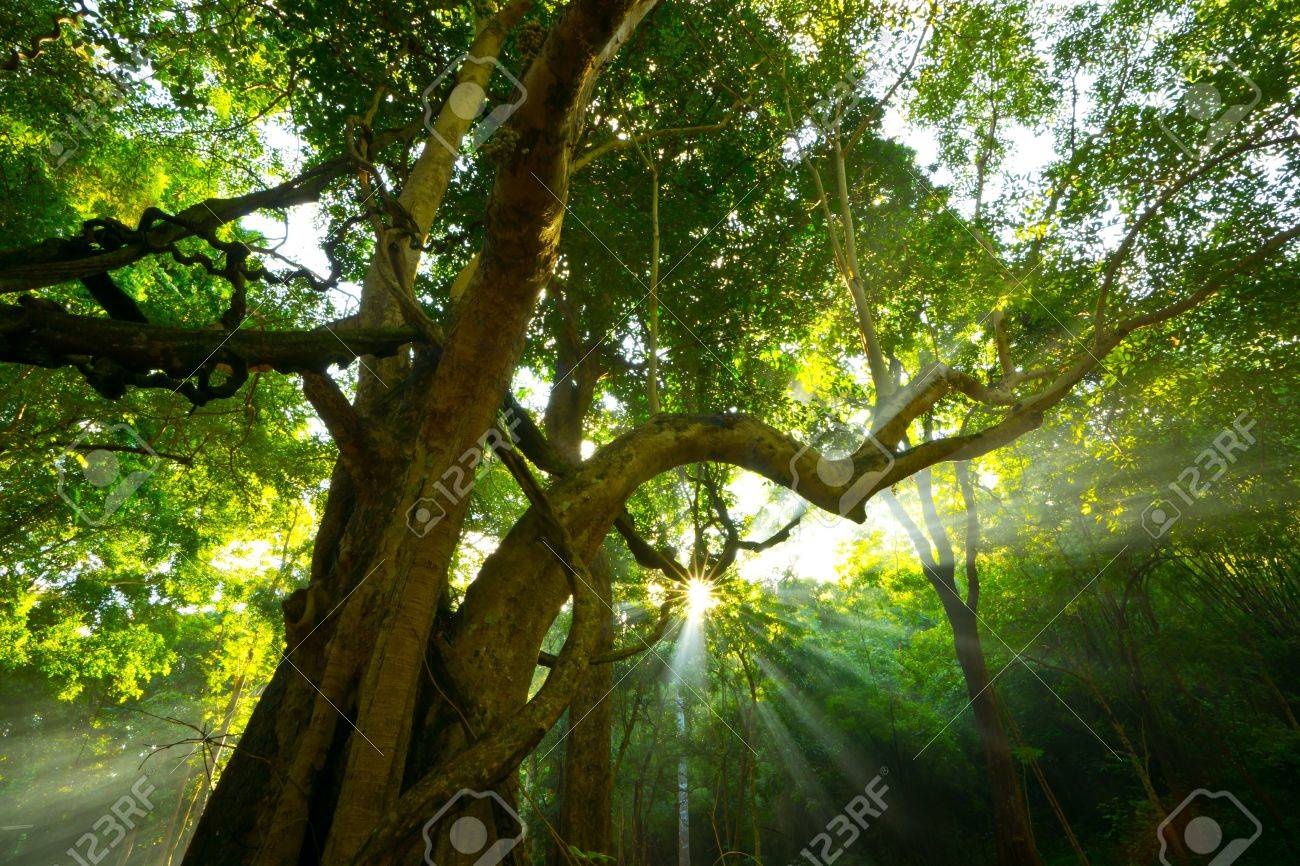 forest, sunlight, trees, leaves, natural light