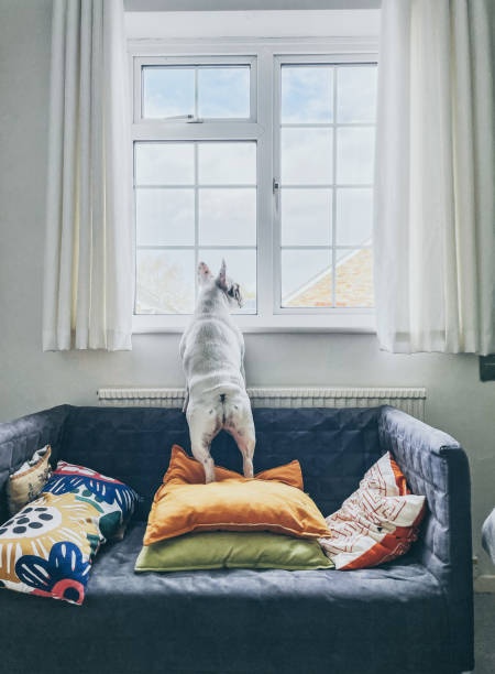 dog,sad,couch,window