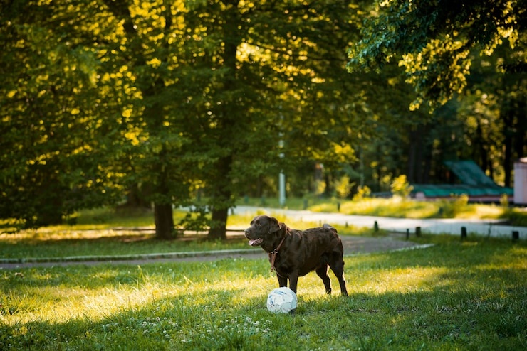 dog,playing,ball,park