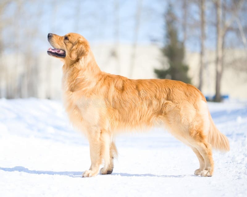 dog,golden retriever,healthy,shiny fur