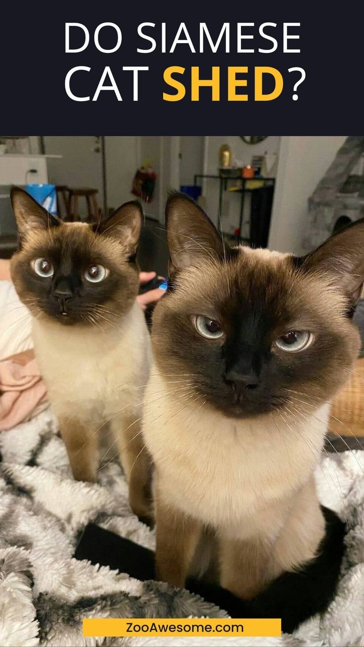 cat,siamese,shedding fur