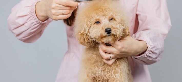 dog,poodle,matted fur
