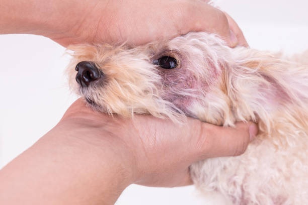 dog,terrier,rough fur,dry skin