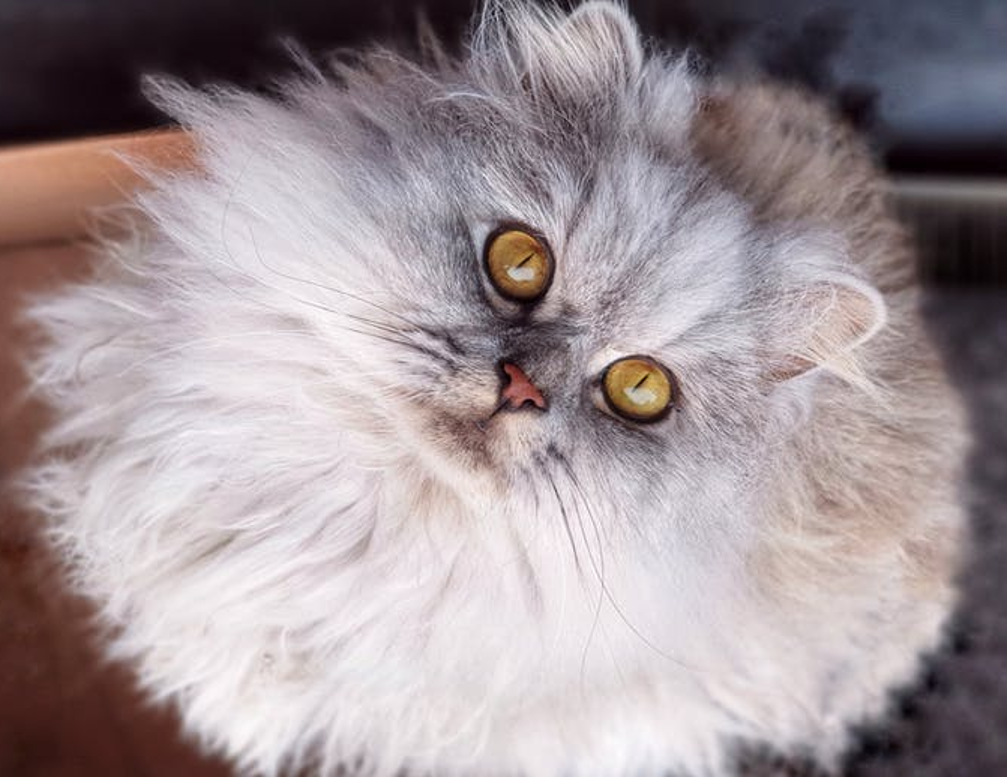 cat,persian,unpleasant smell