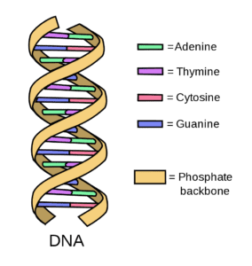 dna,genetic code,health,science