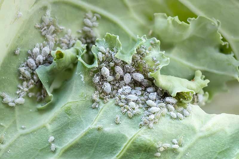 pests,aphids,plant leaves