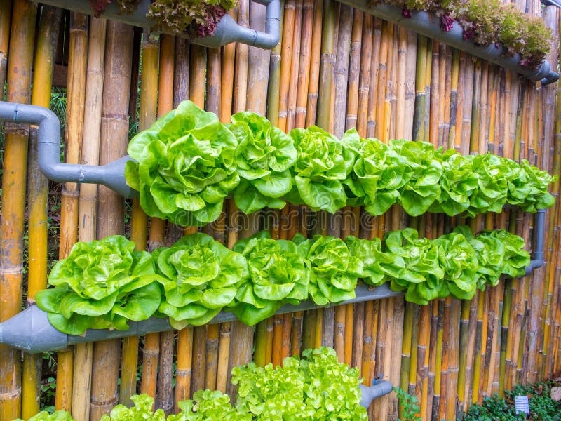 balcony,vertical garden,green plants,vegetables,flowers