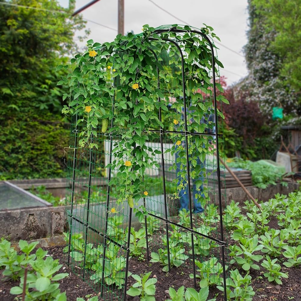 trellis,metal,climbing plants,cucumber